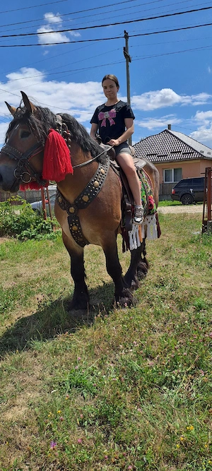 De vânzare armasar ardenez