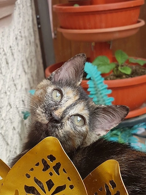 Ofer spre adoptie o pisicuta tare dragalasa - imagine 3