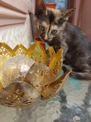 Ofer spre adoptie o pisicuta tare dragalasa - imagine 5