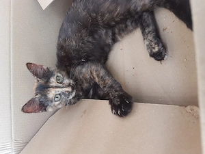 Ofer spre adoptie o pisicuta tare dragalasa - imagine 2