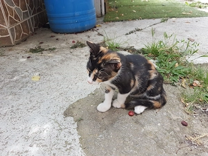 Ofer spre adoptie pisicuta foarte agera si jucausa - imagine 5