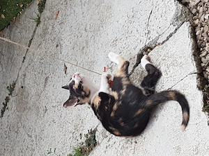 Ofer spre adoptie pisicuta foarte agera si jucausa - imagine 2