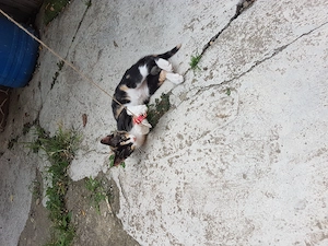 Ofer spre adoptie pisicuta foarte agera si jucausa - imagine 3