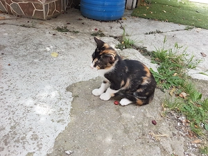 Ofer spre adoptie pisicuta foarte agera si jucausa - imagine 4