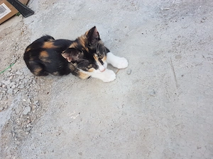 Ofer spre adoptie pisicuta foarte agera si jucausa - imagine 6
