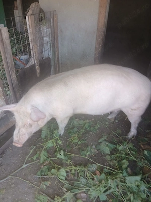 Porc de vinzare - imagine 3