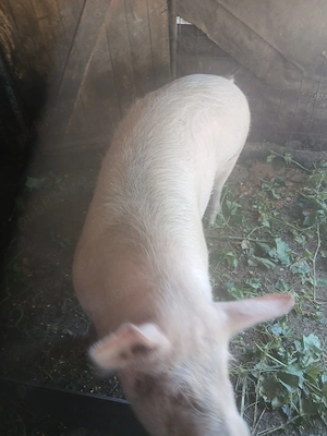 Porc de vinzare - imagine 2