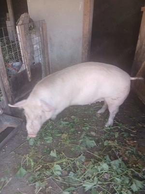 Porc de vinzare - imagine 4