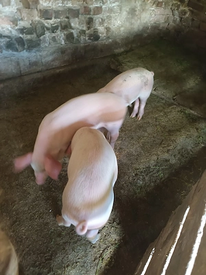 de plecare purcei de 9 saptamani