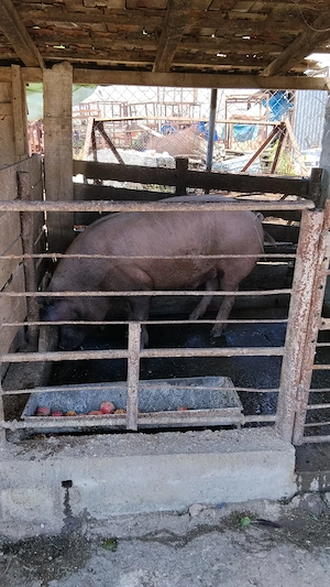 Porc de vanzare Duroc crescut în curte pentru mai multe detalii sunați la nr   - imagine 4