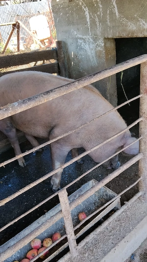 Porc de vanzare Duroc crescut în curte pentru mai multe detalii sunați la nr   - imagine 2