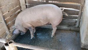 Porc de vanzare Duroc crescut în curte pentru mai multe detalii sunați la nr   - imagine 3