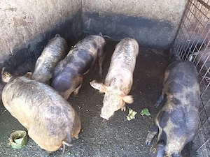 Vand porci 