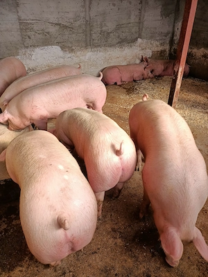 Porci mari de carne  - imagine 5