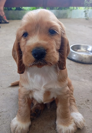 Coker spaniel de vânzare!  - imagine 3