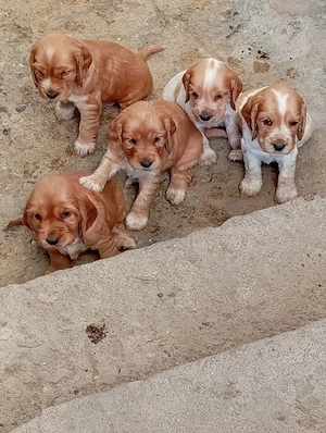 Coker spaniel de vânzare! 