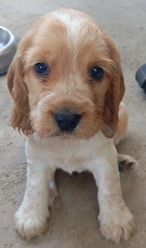 Coker spaniel de vânzare!  - imagine 2