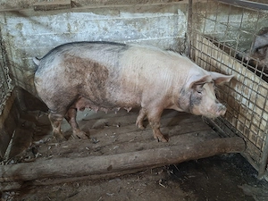 Vand porci de taiat si purcei! - imagine 4