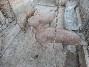 Vand porci de taiat si purcei! - imagine 3