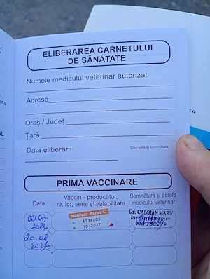 Bichon maltez băiat am și primul vaccin  - imagine 3