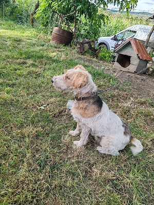 Fox Terrier De Vanzare - imagine 2