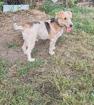 Fox Terrier De Vanzare