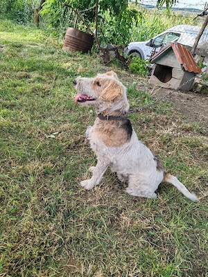 Fox Terrier De Vanzare - imagine 3