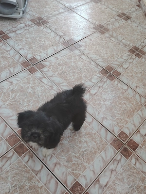 Shih-tzu 2 luni fetiță 