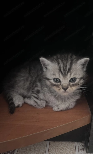 Puiuți british shorthair scottish fold de rezervat - imagine 3