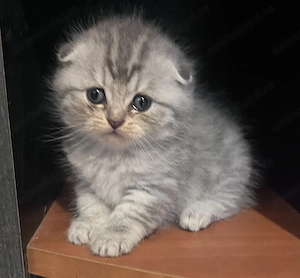 Puiuți british shorthair scottish fold de rezervat - imagine 5