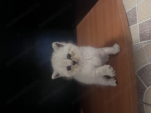 Puiuți british shorthair scottish fold de rezervat