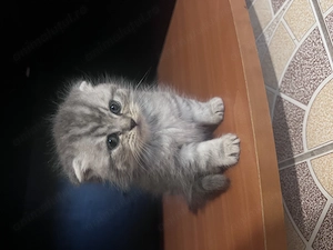 Puiuți british shorthair scottish fold de rezervat - imagine 2