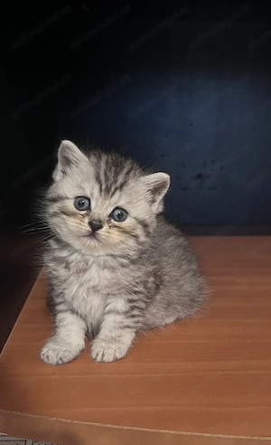 Puiuți british shorthair scottish fold de rezervat - imagine 4