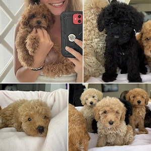 Caniche Pudel Roșu Roșcat Poodle