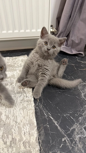 british shorthair blue  - imagine 4