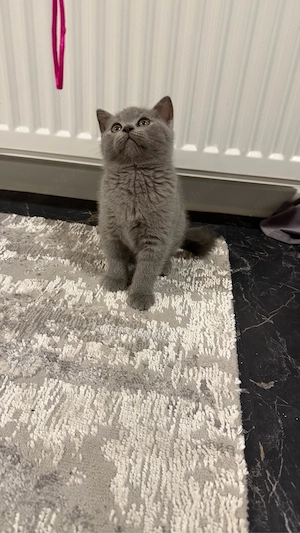 british shorthair blue  - imagine 3