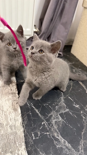 british shorthair blue  - imagine 2