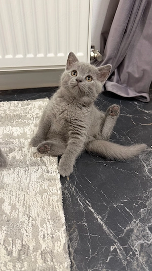 british shorthair blue  - imagine 5