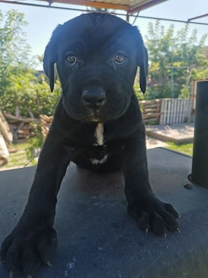 Femela Cane Corso, 2 luni - imagine 3