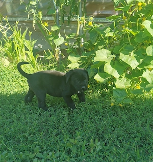 Femela Cane Corso, 2 luni - imagine 4