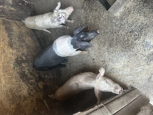 Disponibili purcei spre vânzare 