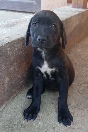 Pui de cane corso in adopție  - imagine 3