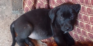 Pui de cane corso in adopție  - imagine 2