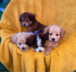Maltipoo in varsta de 5 saptamani 