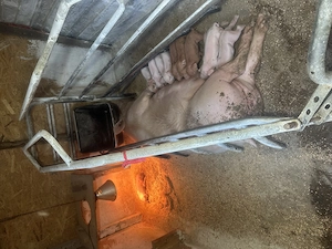 Disponibil spre vânzare scroafa cu purcei - imagine 3