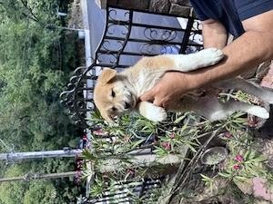 Pui Akita Inu 2 luni si 2 saptamani - imagine 3