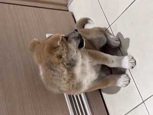 Pui Akita Inu 2 luni si 2 saptamani - imagine 5