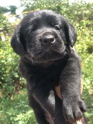Labrador băieței și fetițe  - imagine 3