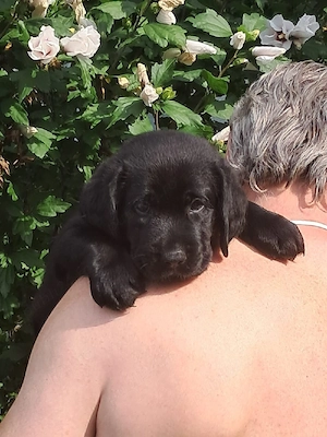 Labrador negru pui - imagine 2
