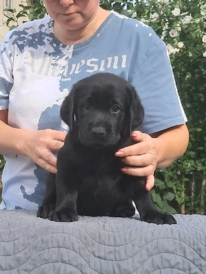 Labrador negru pui - imagine 3